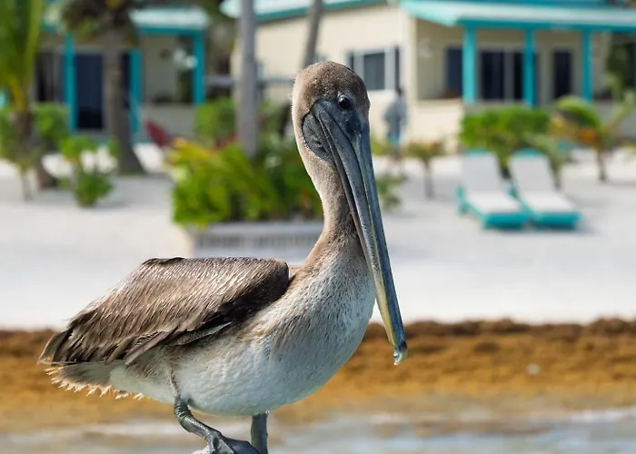 Tranquility Bay Villa San Pedro (Ambergris Caye)